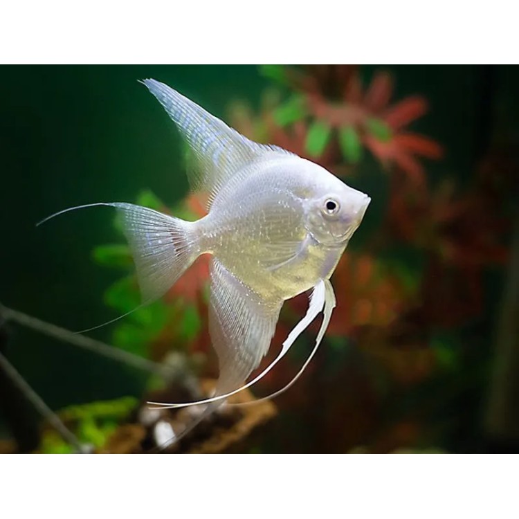 Pterophyllum scalare platinum white - imagine 4